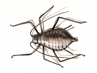 Aphid - The Canadian Encyclopedia