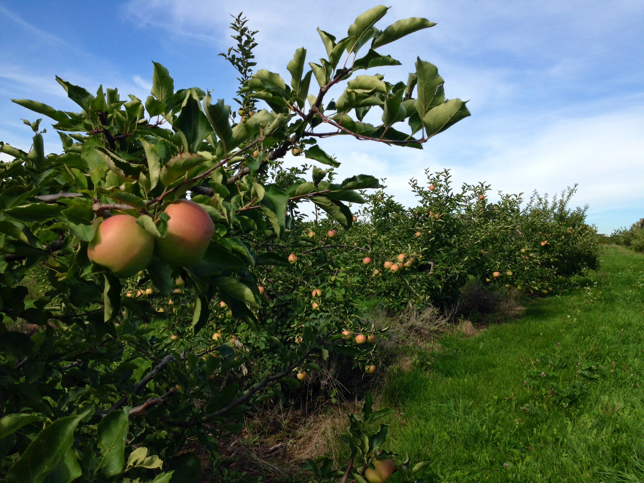 Fruit Cultivation The Canadian Encyclopedia